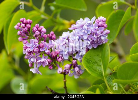 Fleurs du lilas commun 'Syringa vulgaris' fleurissant au printemps. Dublin, Irlande Banque D'Images