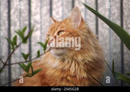 Un portrait d'un chat au gingembre en regardant au loin. Gros plan. Banque D'Images