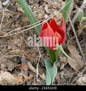 Une tulipe de montagne rouge et sauvage en fleurs dans les montagnes de Judée, Israël. Banque D'Images