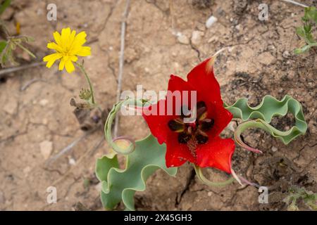Une tulipe de montagne rouge et sauvage et un pissenlit en fleurs au printemps dans les montagnes de Judée, en Israël. Banque D'Images