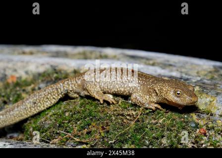 Salamandre de ruisseau pyrénéenne (Calotriton asper) à Zuriza, Huesca, Espagne Banque D'Images