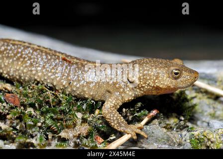 Salamandre de ruisseau pyrénéenne (Calotriton asper) à Zuriza, Huesca, Espagne Banque D'Images