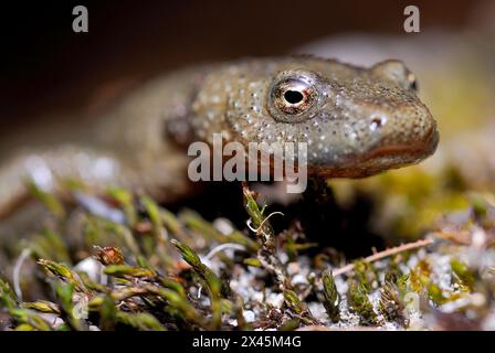 Salamandre de ruisseau pyrénéenne (Calotriton asper) à Zuriza, Huesca, Espagne Banque D'Images