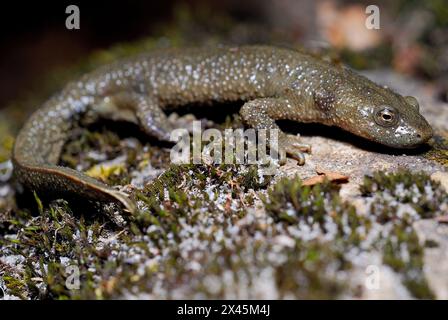 Salamandre de ruisseau pyrénéenne (Calotriton asper) à Zuriza, Huesca, Espagne Banque D'Images