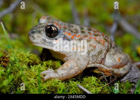 Crapaud sage-femme (Alytes cisternasii) à Valdemanco, Madrid, Espagne Banque D'Images