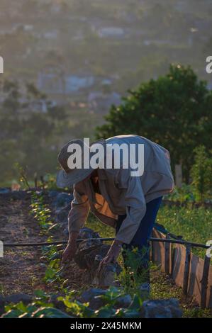 Un jeune ouvrier agricole désherbant les lits de légumes au coucher du soleil à l'extérieur du restaurant Rachels près de Vinales, Cuba Banque D'Images