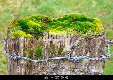 Gros plan sur le micro-écosystème grandissant au-dessus d'un vieux poteau de porte en bois, composé de mousses et de cladonia lichen. Banque D'Images