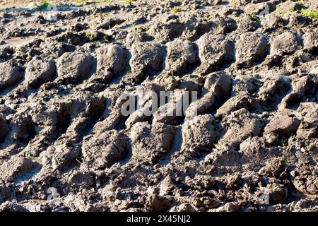 Gros plan des traces de pneus faites par les roues d'un tracteur dans la boue d'un champ imbibé d'eau. Banque D'Images