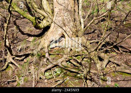 Sycamore (Acer pseudoplatanus), gros plan du vaste système racinaire nécessaire pour tenir un grand spécimen de l'arbre commun sur une colline abrupte. Banque D'Images