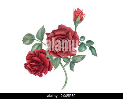 Bouquet de roses rouge foncé. Fleurs et feuilles vertes sur la tige. Fleur romantique. Roses botaniques réalistes vintage. Illustration aquarelle pour mariage Banque D'Images