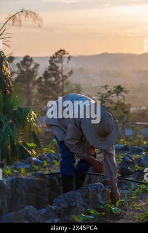 Un jeune ouvrier agricole désherbant les lits de légumes au coucher du soleil à l'extérieur du restaurant Rachels près de Vinales, Cuba Banque D'Images