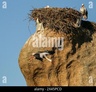 Cigogne blanche en vol devant un nid fait de branches et de déchets, Monument naturel Los Barruecos, Estrémadure, Espagne Banque D'Images