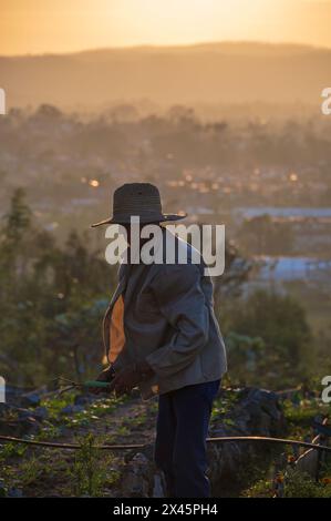 Un jeune ouvrier agricole désherbant les lits de légumes au coucher du soleil à l'extérieur du restaurant Rachels près de Vinales, Cuba Banque D'Images