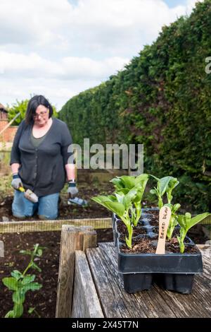 Femme sur le point de planter des fèves 'Bunyard's Exhibition' Vicia faba, qu'elle a cultivé à partir de graines, dans son potager. Banque D'Images