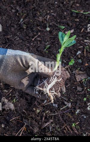 Une plante de fèves 'Bunyard's Exhibition' Vicia faba, avec un bon système racinaire prêt TP être panted dans le potager. Banque D'Images