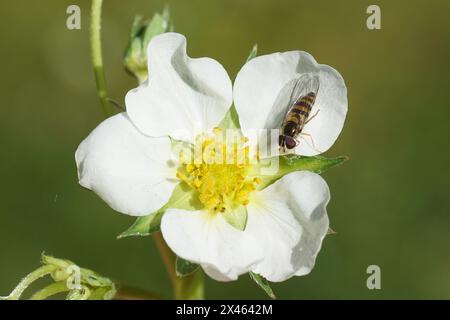 Gros plan femelle Melangyna cincta, famille des Syrphidae sur la fleur de la fraise (Fragaria), famille des Rosacées. Printemps, avril. Jardin hollandais Banque D'Images