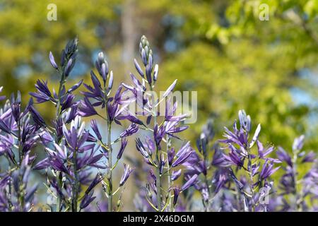 Des bandes de fleurs bleues épaisses de Camassia Leichtlinii photographiées au printemps poussant dans l'herbe au jardin RHS Wisley, Woking Surrey UK. Banque D'Images