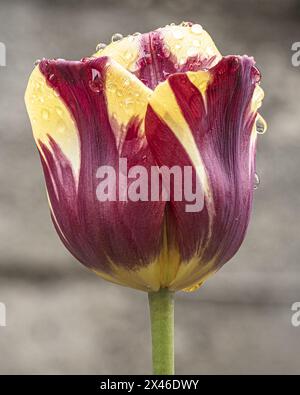 Superbe photo macro d'une tulipe bicolore aux pétales Bordeaux profond et jaune éclatant, magnifiquement ornée de gouttes de rosée, illustrant l'artis de la nature Banque D'Images