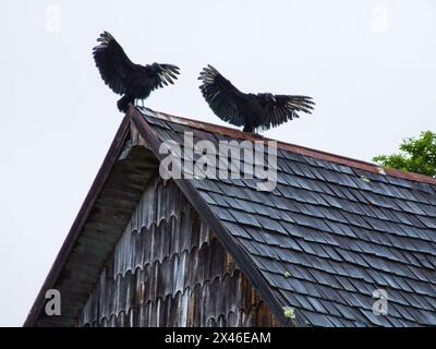 Vautours noirs, Coragyps atratus, sur le toit d'une ancienne église en bois près du lac Llanquihue au Chili. Banque D'Images