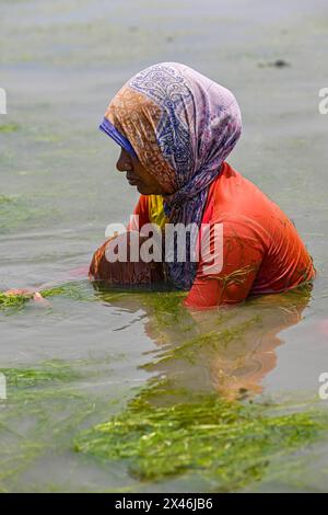 Une femme nettoie des algues dans une ferme de crevettes dans une zone côtière, pendant la vague de chaleur qui continue à travers le pays. Les femmes de la zone côtière gagnent $2,7 dollars travaillant une période de 5 heures à Khulna, elles travaillent dans l'eau salée pendant une longue période pour cette raison, elles souffrent également de problèmes liés à la peau. Les femmes sont généralement confrontées à des risques et à des charges plus élevés, qui sont liés aux changements climatiques. Des milliers de femmes bangladaises sont confrontées à des problèmes dévastateurs de santé reproductive causés par la teneur croissante en sel des eaux dans lesquelles elles utilisent pour leur usage domestique, et dans lesquelles elles travaillent, menaçant non seulement Banque D'Images