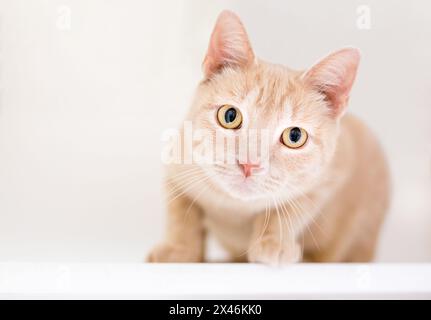 Un chat court buff tabby dans une position accroupie regardant la caméra avec une inclinaison de la tête Banque D'Images