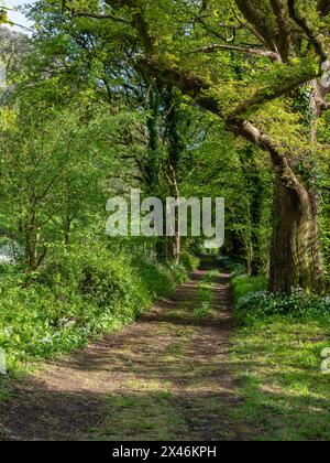 Avril 2023 - Une route de campagne bordée d'arbres près de Cheddar, Somerset, Angleterre, Royaume-Uni. Banque D'Images