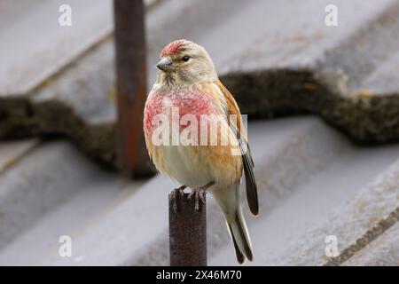 Linnet commun mâle en saison de reproduction (Linaria cannabina) Banque D'Images