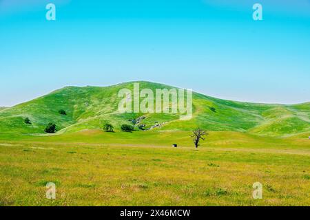 Champs vertes et jaunes pittoresques avec Green Hills sous Bright the Blue Sky Banque D'Images