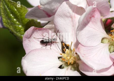 Petit coléoptère longhorn Grammoptera ruficornis, famille des Cerambycidae se nourrissant des fleurs blanches d'un pommier (Malus). Printemps, avril, pays-Bas Banque D'Images