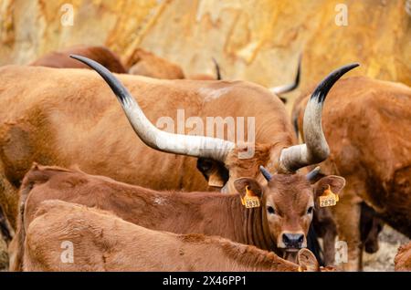 Vaches et veaux de race barrosa, élevage bovin traditionnel dans la commune de Montalegre. Nord du Portugal. Tras-os-Montes Banque D'Images