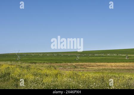 Au fur et à mesure que le système d'irrigation linéaire progresse lentement, il distribue de l'eau à travers les gicleurs ou les goutteurs Banque D'Images