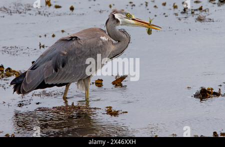 Heron gris Ardea cinerea avec pêche juvénile au plummage dans l'estuaire côtier Banque D'Images