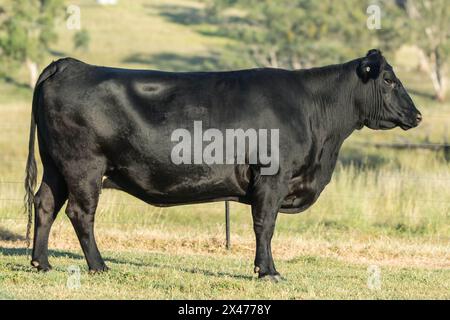 black angus stud vache dans le champ Banque D'Images