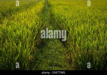 Image de beau champ de riz en terrasse dans la saison de l'eau et irrigation. Vue de dessus du champ de riz paddy, Vietnam. Champ de riz mûr un paysage sur la ferme. Banque D'Images