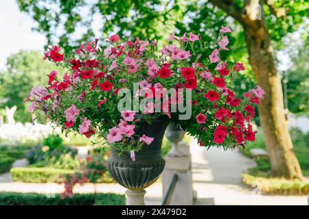 Les pots de fleurs éclatent avec une profusion de fleurs de pétunia de jardin colorées, créant un affichage vibrant et enchanteur Banque D'Images