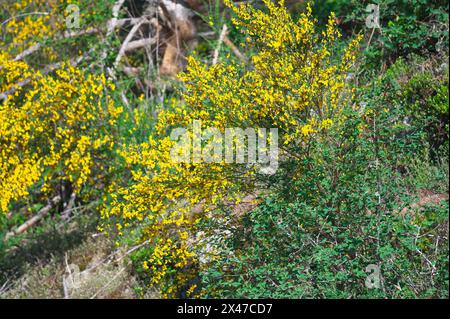 Balai commun ou balai écossais (Cytisus scoparius) - un arbuste pérenne à feuilles persistantes de la famille des pois (Fabaceae) - Pacifique Nord-Ouest. Banque D'Images