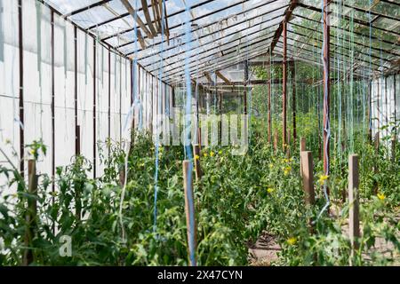 Verre Hothouse avec buisson vert de tomates cultivées crues. Tomates cerises mûrissant sur tige suspendue en serre. Produits alimentaires végétaliens respectueux de l'environnement Banque D'Images