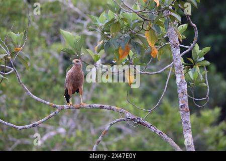 Le faucon de savane (Buteogallus meridionalis) est un grand rapace trouvé dans la savane ouverte et les bords des marais. Il était autrefois placé dans le genre Heterospizias. Banque D'Images