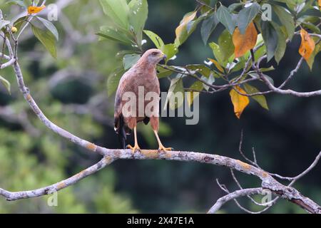 Le faucon de savane (Buteogallus meridionalis) est un grand rapace trouvé dans la savane ouverte et les bords des marais. Il était autrefois placé dans le genre Heterospizias. Banque D'Images