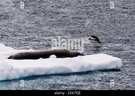 Gros plan d'un phoque de Weddell -Leptonychotes weddellii- reposant sur un petit iceberg près de l'entrée du chenal Lemaire, près de la péninsule antarctique, tandis qu'un pingouin Gentoo -Pygoscelis papua- saute dans l'eau Banque D'Images