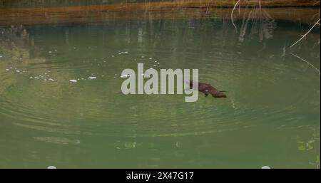 plan large d'un ornithorynque à bec de canard nageant dans la rivière brisée à eungella Banque D'Images