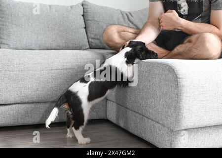 Drôle chiot cavalier Charles King Spaniel tend la main au propriétaire pour la nourriture Banque D'Images