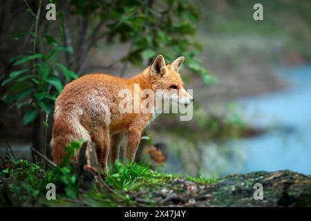 Un renard roux se tient alerte dans une forêt, à côté d'un plan d'eau. La fourrure rouge frappante Foxs se distingue contre le feuillage vert comme il observe son surroun Banque D'Images