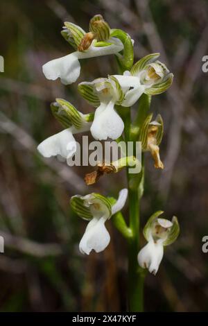 Variété blanche de l'orchidée syrienne à ailes vertes (Anacamptis morio ssp. Syriaca), dans l'habitat naturel de Chypre Banque D'Images