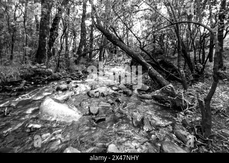 Ruisseau à débit rapide, coulant à travers une forêt montagneuse dans une gorge abritée dans les montagnes du Drakensberg en Afrique du Sud en noir et blanc Banque D'Images