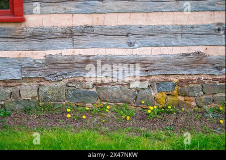 Pissenlits et herbe verte dans l'image pittoresque de l'extérieur de la cabane en rondins avec fondation en pierre et coin d'une fenêtre rouge. Pas de gens avec copie sapce. Banque D'Images