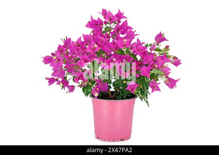 Bougainvilliers roses en pot en plastique isolé sur fond blanc, belles fleurs magenta d'un petit buisson de bougainvilliers en pot Banque D'Images