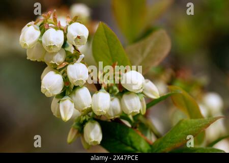 Gros plan de fleurs de bleuet blanc au printemps Banque D'Images