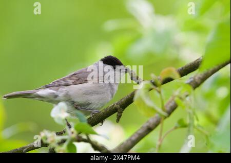 Sylvia atricapilla alias le blackcap eurasien. Oiseau de parulle commun en république tchèque. Banque D'Images