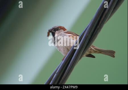 Passer domesticus aka maison moineau dans son habitat dans la zone résidentielle. Nidification près des gens. Nourrir les nouveau-nés. Oiseau commun en république tchèque. Banque D'Images